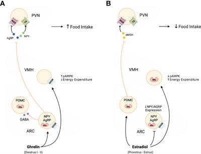 Ghrelin and the Control of Energy Balance in Females